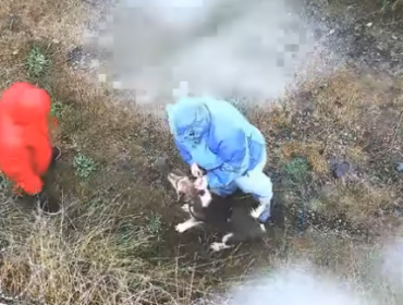 Brutal: Video muestra como torturan a un perro en Puerto Montt