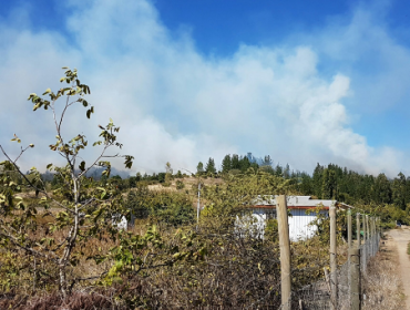 Incendio forestal afecta a sector de Santa Cruz de Cuca en Chillán