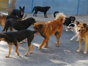 Farmacia comunal de Estación Central venderá medicamentos para mascotas