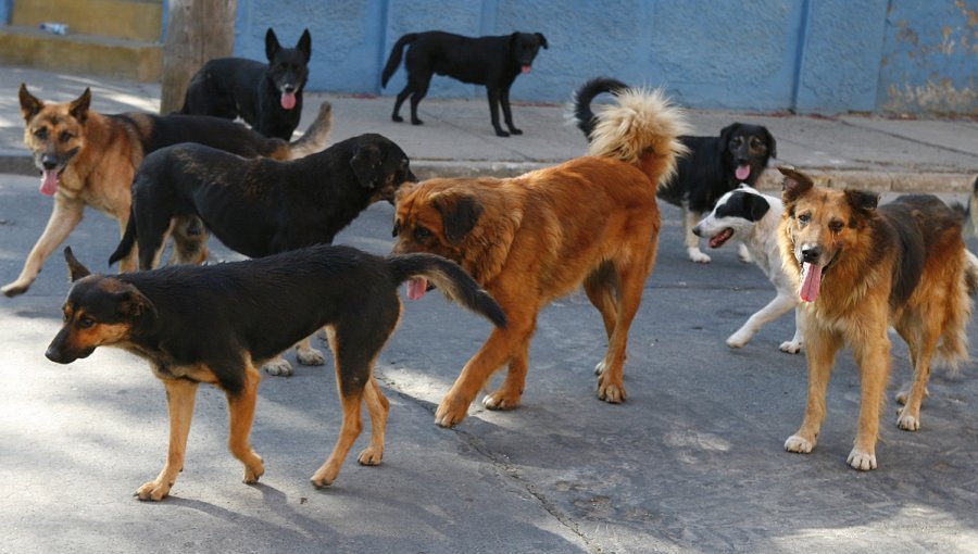 Farmacia comunal de Estación Central venderá medicamentos para mascotas