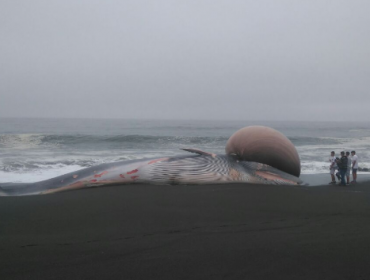 Extraña ballena es encontrada varada en las costas de Pelluhue