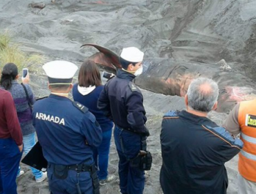 Armada entierra a ballena varada encontrada en las costas de Pelluhue