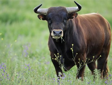 Toro ataca a un hombre en plena vía pública de Quilpué