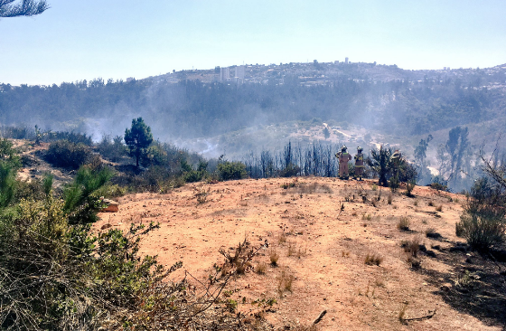 Incendio consumió 15 hectáreas en Jardín Botánico de Viña del Mar