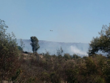 Se registra nuevo incendio forestal en Jardín Botánico de Viña del Mar