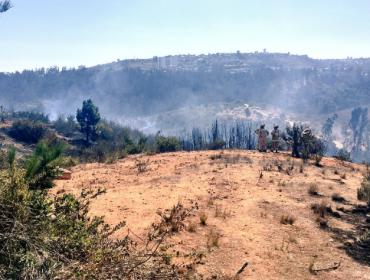 Incendio consumió 15 hectáreas en Jardín Botánico de Viña del Mar