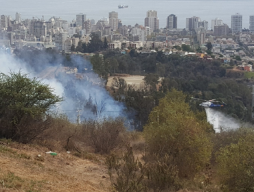 Incendio forestal se registra en el sector de Padre Hurtado en Viña del Mar