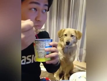 Viral: El perro más tímido del mundo que no se atreve a mirar a su dueño