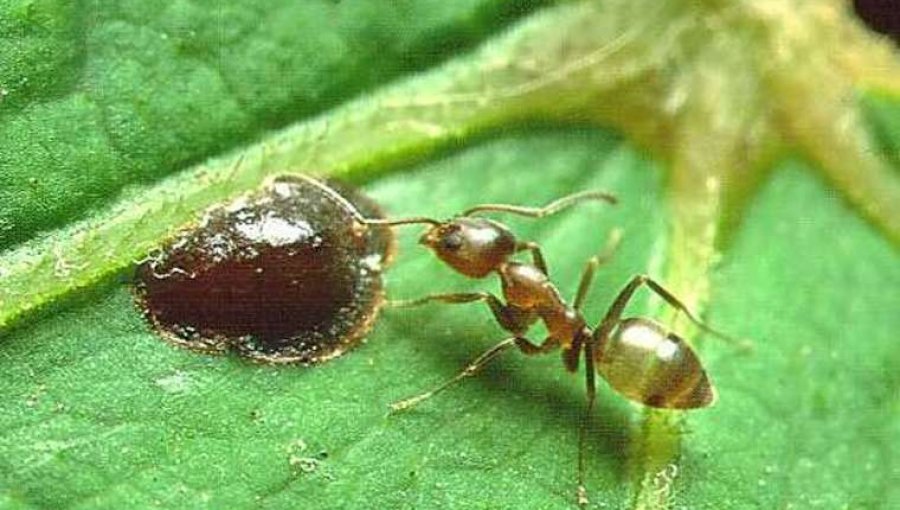 Las hormigas argentinas, la poderosa plaga que amenaza el mundo