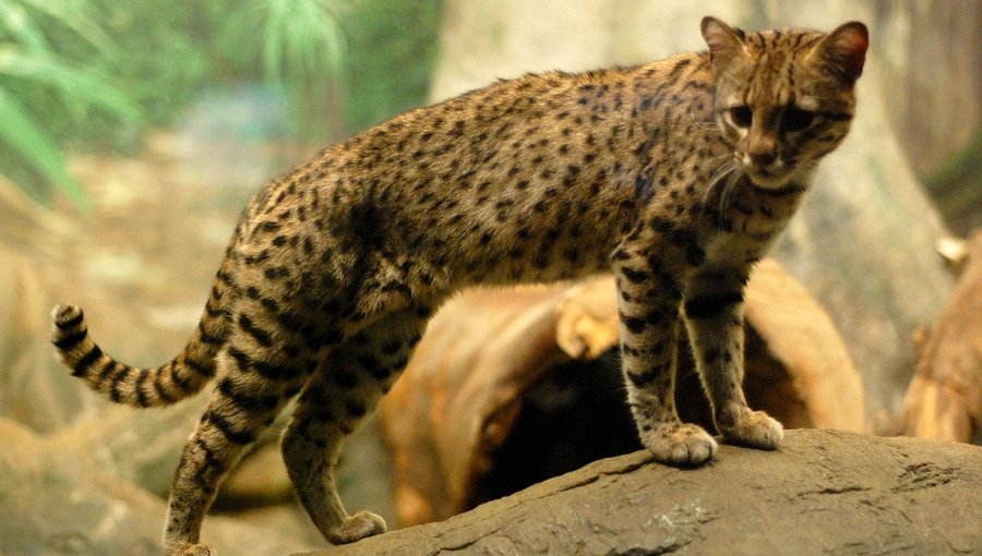 Encuentran gato montés en plena carretera: No se veía en Chile hace 20 años