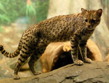 Encuentran gato montés en plena carretera: No se veía en Chile hace 20 años