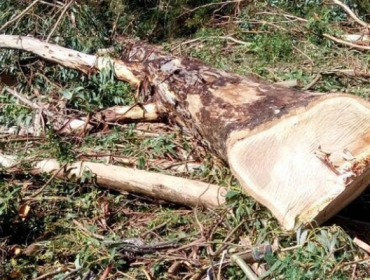 Trabajador muere tras ser aplastado por un árbol en Valdivia