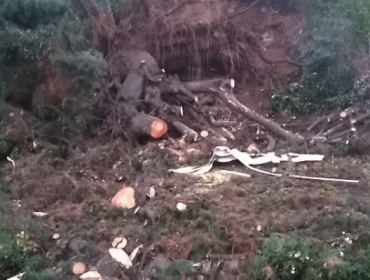 Video: El momento exacto cuando el árbol cae sobre el Reloj de Flores