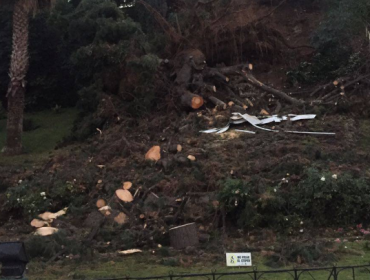 Caída de un árbol destruye el icónico Reloj de Flores de Viña del Mar