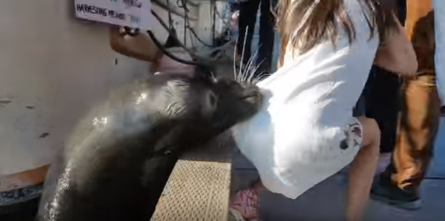 Impactante Video: Lobo marino arrastra a una pequeña niña al mar