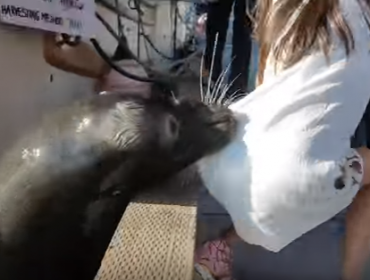 Impactante Video: Lobo marino arrastra a una pequeña niña al mar