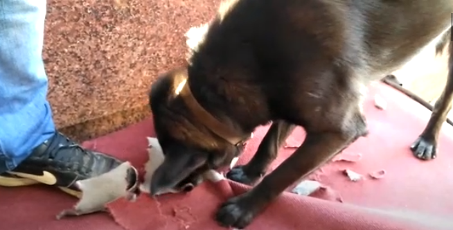 Perro callejero destruyó a mordiscos la alfombra roja de la Cuenta Pública