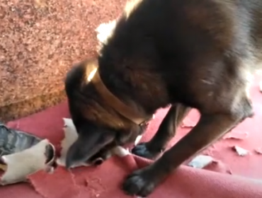 Perro callejero destruyó a mordiscos la alfombra roja de la Cuenta Pública