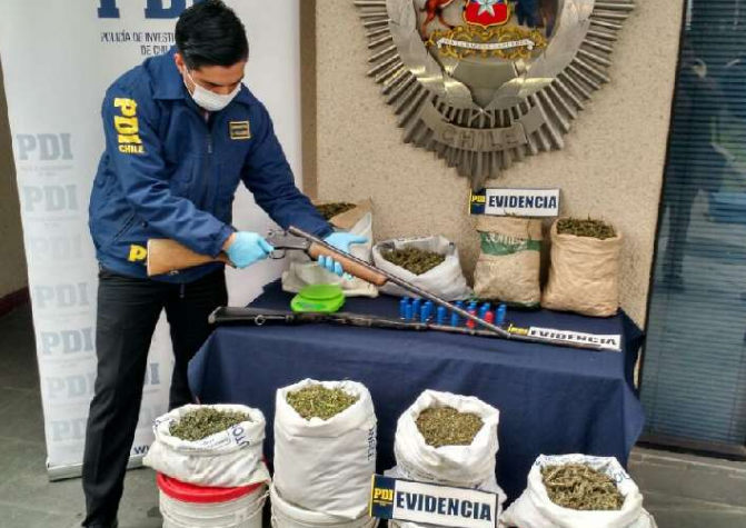 Histórica incautación de cannabis sativa se registró en Provincia del Ñuble