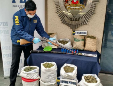 Histórica incautación de cannabis sativa se registró en Provincia del Ñuble