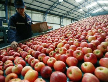 Asociación de Exportadores de Fruta se querella por espionaje informático