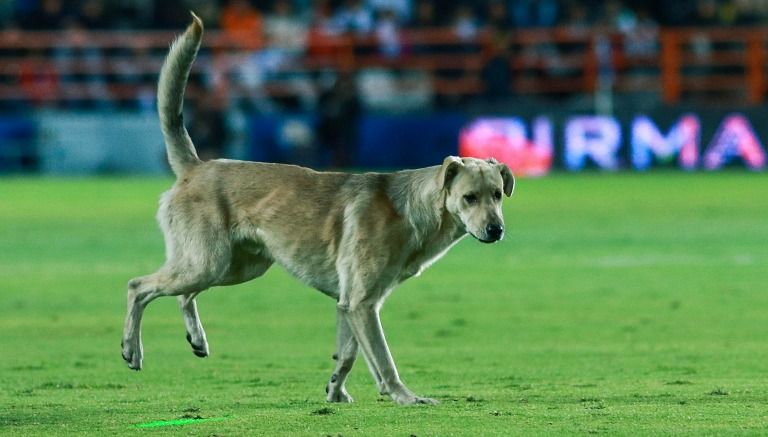 Perro sensación le robo bandera a juez de línea en pleno partido en Tocopilla