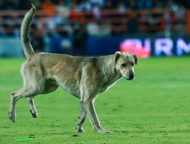 Perro sensación le robo bandera a juez de línea en pleno partido en Tocopilla