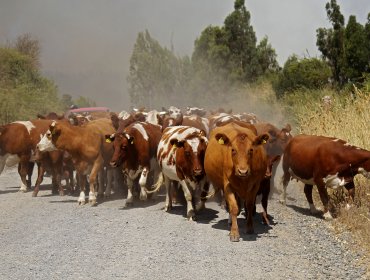 Brote de fiebre Q en La Araucanía obliga a decretar Alerta Sanitaria