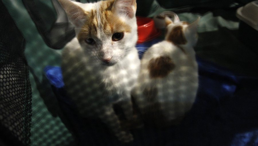 Formalizan a sujeto por maltrato animal tras arrojar agua hirviendo a un gato