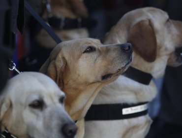 Este sábado se conmemorará el Día Internacional de los Derechos Animales