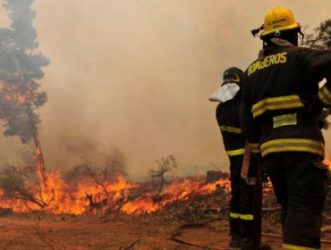 Incendio forestal consumió más de una hectárea en sector alto de Reñaca