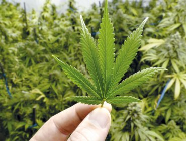 Estudio de Senda: Consumo de marihuana aumentó 215% en los últimos 6 años