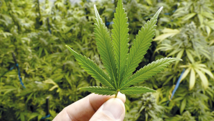 Estudio de Senda: Consumo de marihuana aumentó 215% en los últimos 6 años