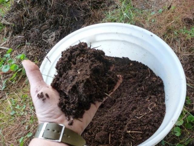 Desde ahora robo de tierra de hojas puede ser castigado hasta con 5 años de cárcel