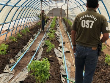 Detienen a tres mexicanos en plantación ilegal de marihuana en Pumanque