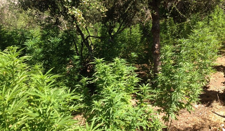 Más de 1.300 millones de pesos en marihuana incautan entre Los Andes, Cabildo y Petorca