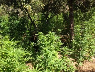 Más de 1.300 millones de pesos en marihuana incautan entre Los Andes, Cabildo y Petorca