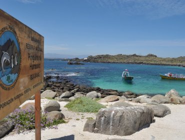 Erradican plaga de conejos en islas de Reserva Nacional Pingüino de Humboldt