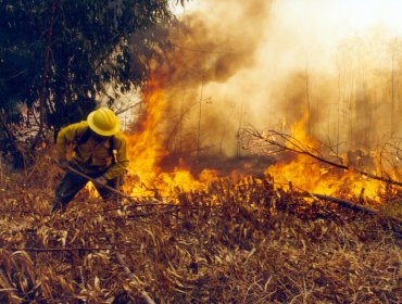 La Araucanía sufre por incendios forestales que arrasan más de 600 hectáreas