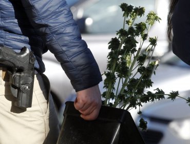 San Felipe: Mujer transportaba plantación de marihuana en su auto y quedó detenida