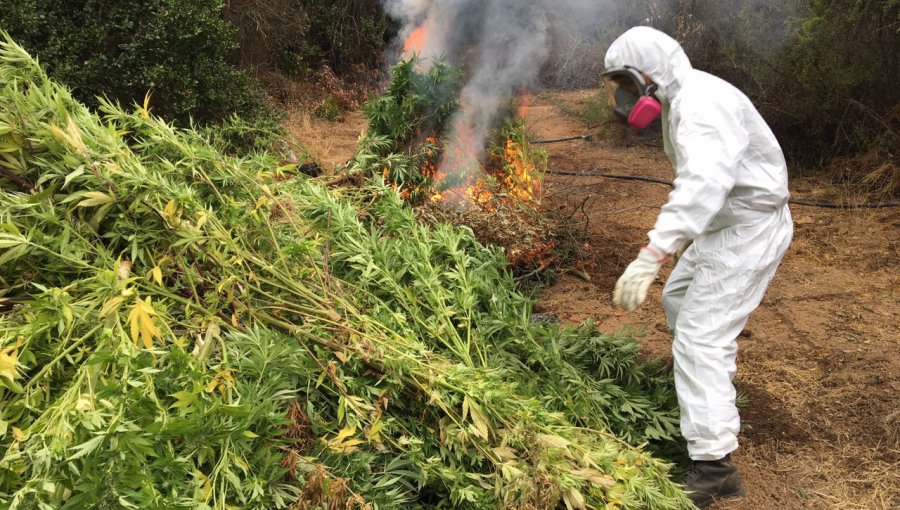 Quillota: Incautan cultivo de marihuana avaluado en más de 3 millones de dólares