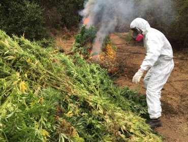 Quillota: Incautan cultivo de marihuana avaluado en más de 3 millones de dólares