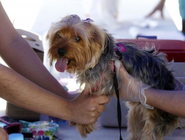 Nuevo registro de mascotas es criticado por altos requisitos previos