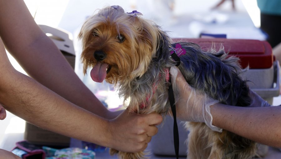 Nuevo registro de mascotas es criticado por altos requisitos previos