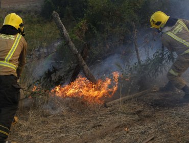 Controlan incendio forestal en Paine, pero Intendencia mantiene Alerta Roja