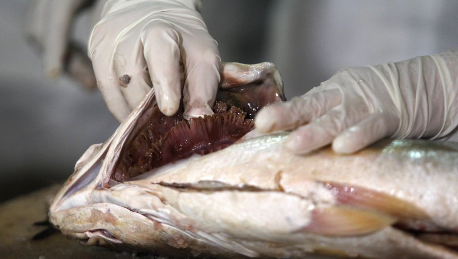 En feria libre de Macul seremi de Salud RM fiscaliza pescados y mariscos