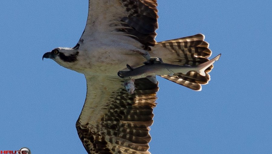 FOTO ÚNICA: Un águila atrapa a un tiburón que había atrapado a un pez