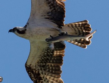 FOTO ÚNICA: Un águila atrapa a un tiburón que había atrapado a un pez