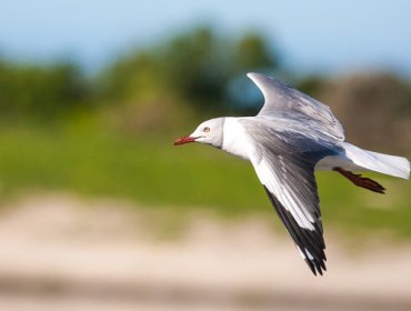 Mira el ataque de una furiosa Gaviota a un lujoso auto que se hace viral