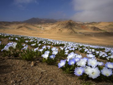 Diputado Mulet pide postular al desierto florido como Patrimonio Natural de la Humanidad